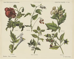 Plantas venenosas (título sobre objeto) Nuevos grabados infantiles holandeses (título de la serie en el objeto) Impresiones de Funke (título de la serie en el objeto)