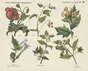 Plantas venenosas (título del objeto)
Nuevos grabados infantiles holandeses (título de la serie en el objeto)