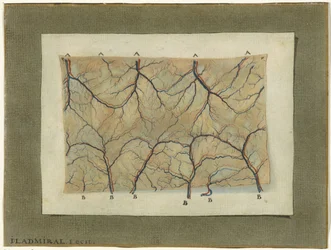 Estudio anatómico del sistema vascular.