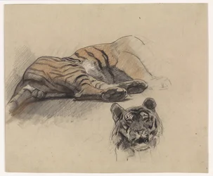 Tigre reclinado y cabeza de tigre