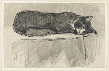 Gato dormido