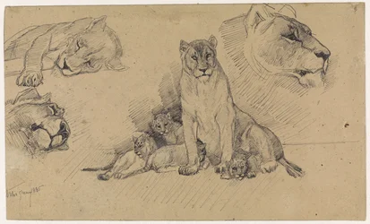 Hoja de estudio con leones y cachorros