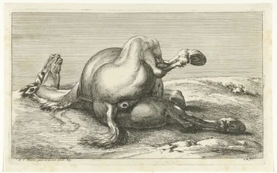Caballo muerto visto desde atrás Caballos muertos (título de la serie)