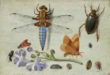 Un abejorro de mayo, escarabajo, cochinillas y otros insectos, con una ramita de aurícula, comienzos de la década de 1650