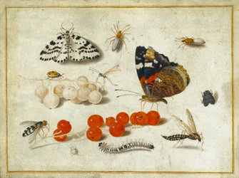 mariposa, oruga, polilla, insectos y grosellas, c.1650-65 (gouache e tinta sobre vitela)