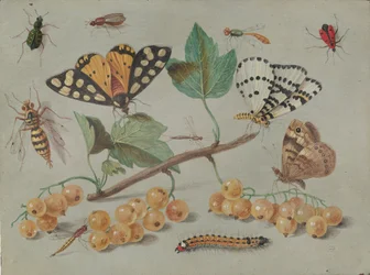 Estudio de mariposa e insectos, c. 1655