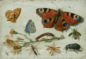 Tres mariposas, un escarabajo y otros insectos, con un corte de hierba de Santiago, principios de 1650
