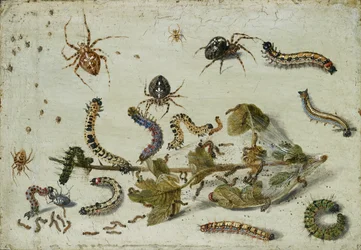 Varios arañas y orugas, con una ramita de grosella, principios de la década de 1650