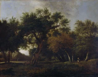 Vista en el bosque