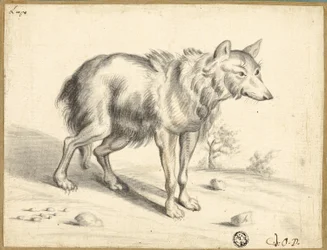 Lobo
