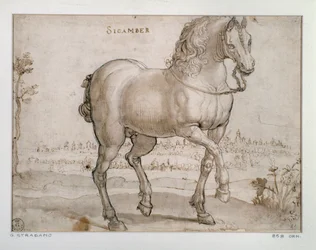 Estudio para un caballo sicambro