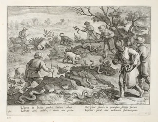Víboras italianas comiendo sapos, lámina 60, ilustración de 