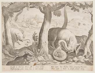 Lucha entre Elefantes y Serpientes, lámina 2 de la serie Venationes Ferarum, Avium, Piscium