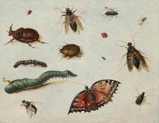 Insectos, pintura de Jan Van Kessel el Viejo (1626-1679)