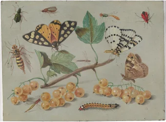 Estudio de mariposa e insectos, c.1655 (óleo sobre cobre)