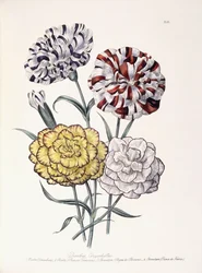 Una variedad de claveles