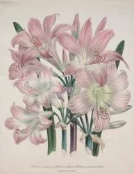 Lirio Belladona: Amaryllis belladonna