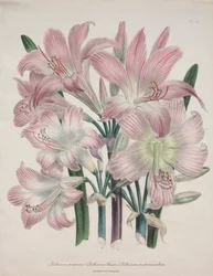 Lirio Belladona: Amaryllis belladonna