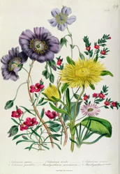 Calandrinia, lámina 18 de 
