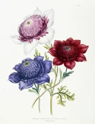 Variedades dobles cultivadas de Anemone coronarial, 1843-49