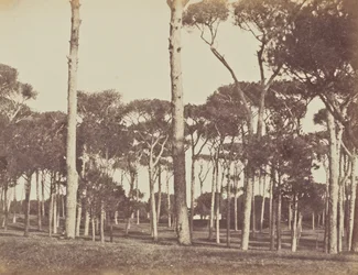 Pino piñonero, Villa Pamfili Doria, Roma