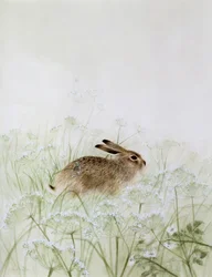 Conejo