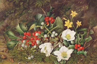Acebo y Rosas de Navidad