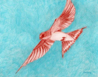 Golondrina común en azul claro, c.2025 (pastel y lápiz de color sobre papel
