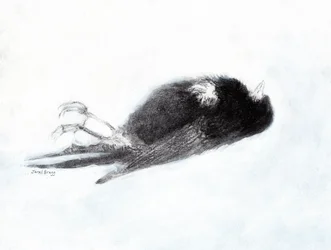 Vulnerabilidad y muerte en invierno (Pájaro muerto junto a mi escalera II, c.2019) carboncillo y gesso sobre papel)