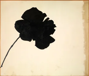 Sin título - Rosa negra (Senza titolo - Rosa nera), de Jannis Kounellis