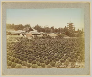 Pagoda de Toji y jardín de té, Kioto, Japón