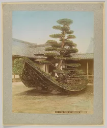 Pino en el jardín de Kinkakuji, Kioto, Japón