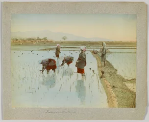 Trasplante de arroz, Japón