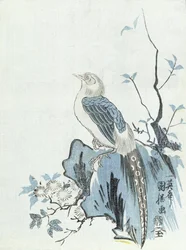 Pájaro en una roca