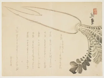 Rábano Daikon