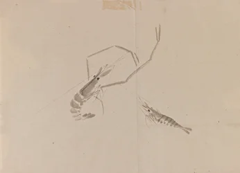 Dibujo de dos cangrejos de río