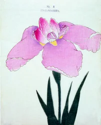 En-U-no.-Sora, no.8, 1898
