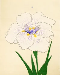 Manu-Zuru, No. 28, 1890