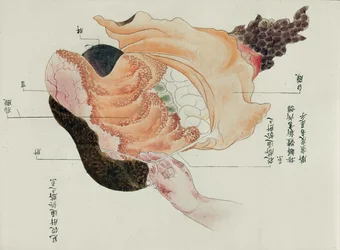 El estómago y los intestinos de la disección de una víctima de tortura de 1796, de un makimono de un médico Midori, 1842