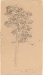 Pino