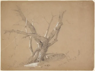 Estudio de un árbol