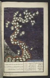 O. 15932, f. 72r, Cuadro genealógico en forma de árbol de los gobernantes de Java, desde Adam hasta Pakuwana IV (de Surakarta) y Mataram IV (Hamengkubuwana IV de Yogykarta), en un manuscrito javanés, Papakem Pawukon