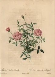 Rosa miniatura china rosa, Rosa chinensis