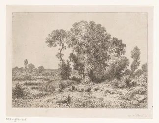 Grupo de árboles en un pantano