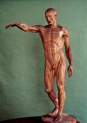 Anatomía humana. Ecorché por Jean Antoine Houdon (1741-1828)