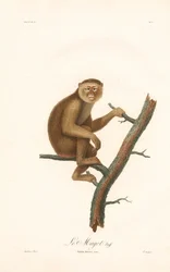 Barbary Macaque (Simia inuus)