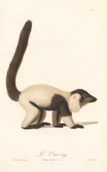 Lémur rufo blanco y negro (Lemur macaco)
