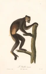 Indri negro (Indri Niger)