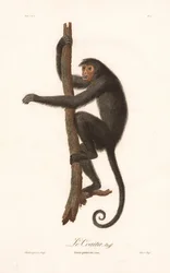 Mono araña negro (Simia paniscus)