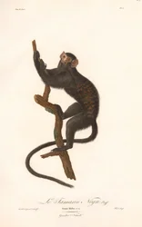 Tití negro (Simia Midas)